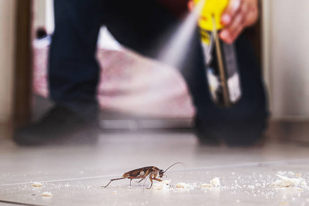 Best Cockroach Control Services  in Forestville, CA
